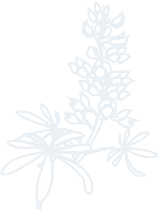 Animated blue bonnet flower