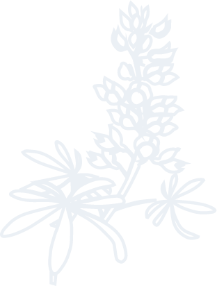 Animated bluebonnet flower